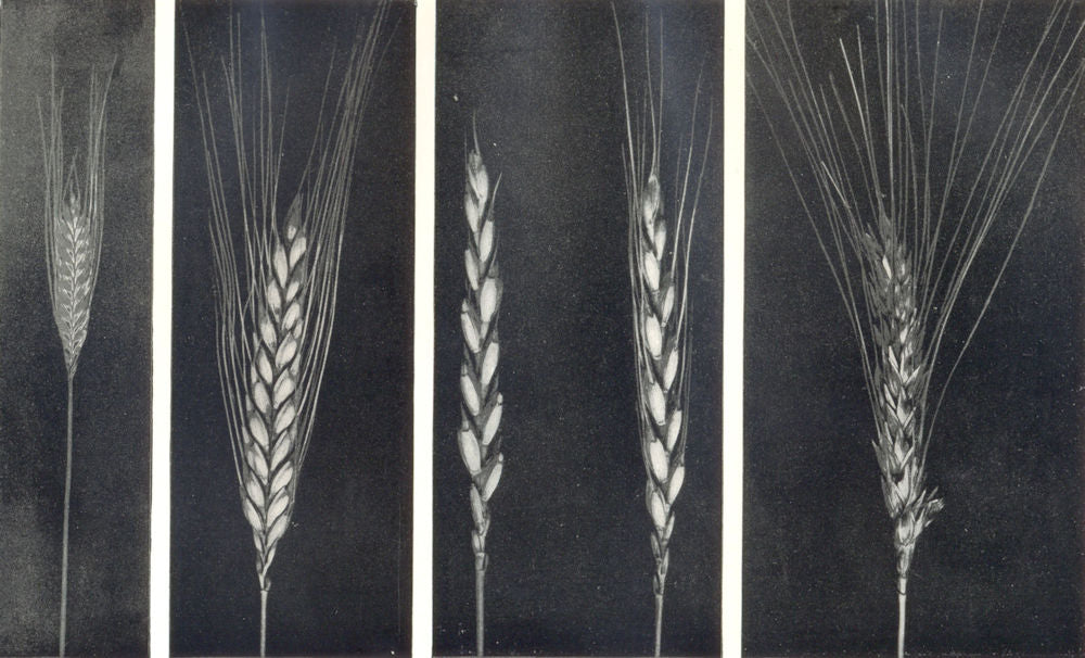 WHEAT.Small Spelt.Einkorn;Emmer;Cmn Spelt Wheats.Dinkel;Macaroni Wheat 1912